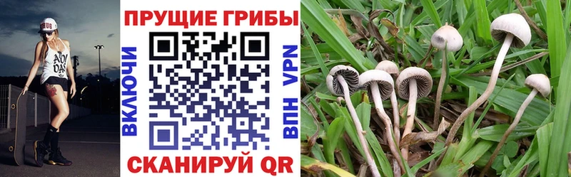 мега ТОР  Дыгулыбгей  Галлюциногенные грибы Magic Shrooms 